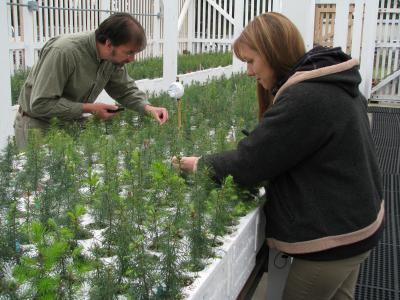 Researchers Checking for Bud Burst in Douglas-fir