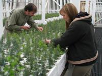 Researchers Checking for Bud Burst in Douglas-fir