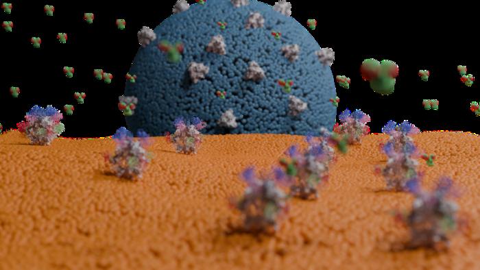 Vanderbilt Center for Antibody Therapeutics Signs Agreement To Develop Anti-Measles Antibody Treatment