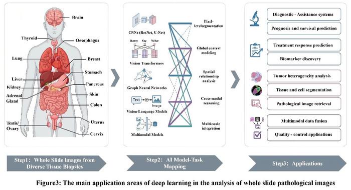The main application areas of deep learning in the analysis of whole slide pathological images