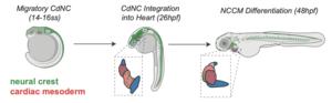 Neural crest cell migration during embryogenesis in zebrafish