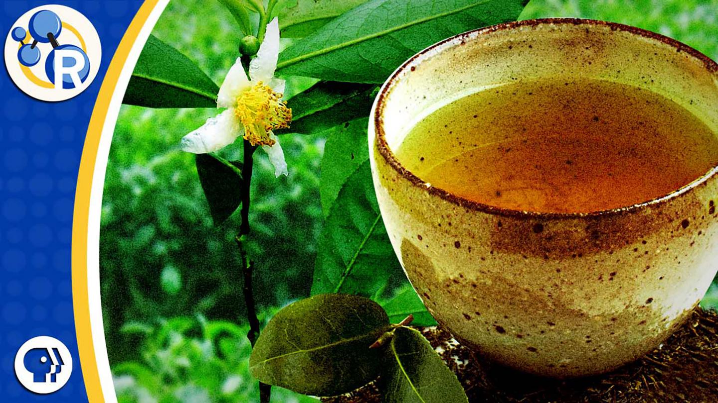 White, Green, Black, and Oolong Tea: What's the Difference? (video)