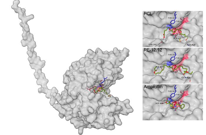 The "Pac-Man enzyme"