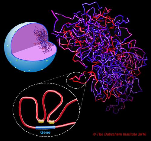From the Nucleus to DNA Looping