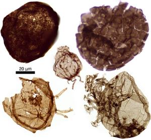 eukaryotes