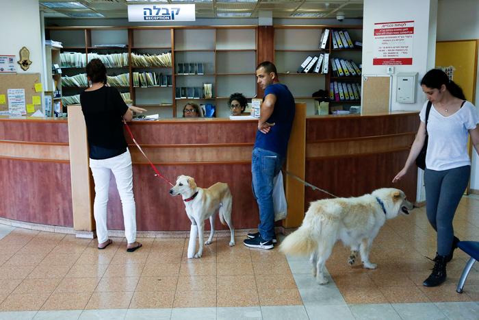 Dogs Veterinary Hospital
