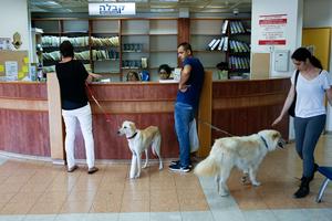 Dogs Veterinary Hospital