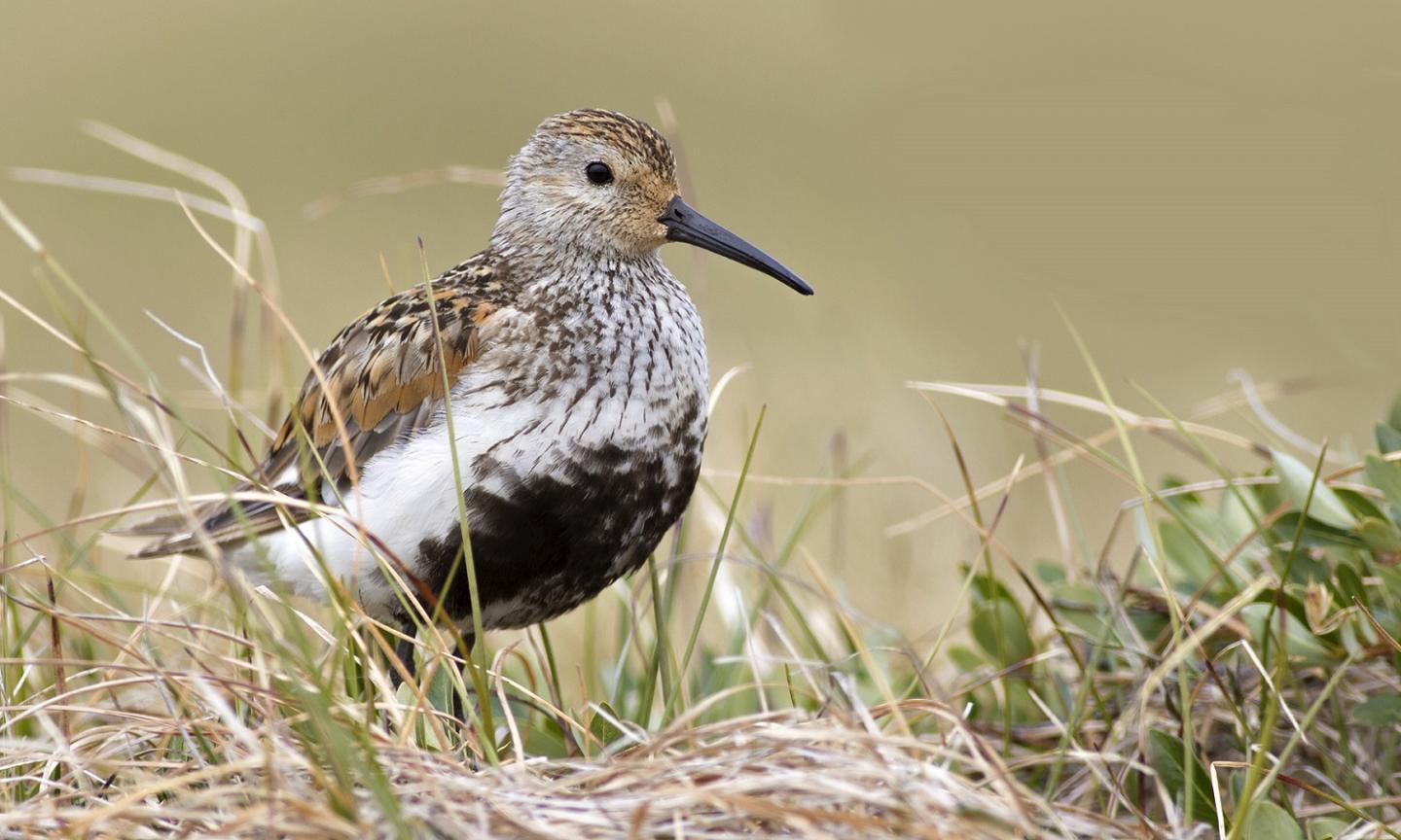 Dunlin