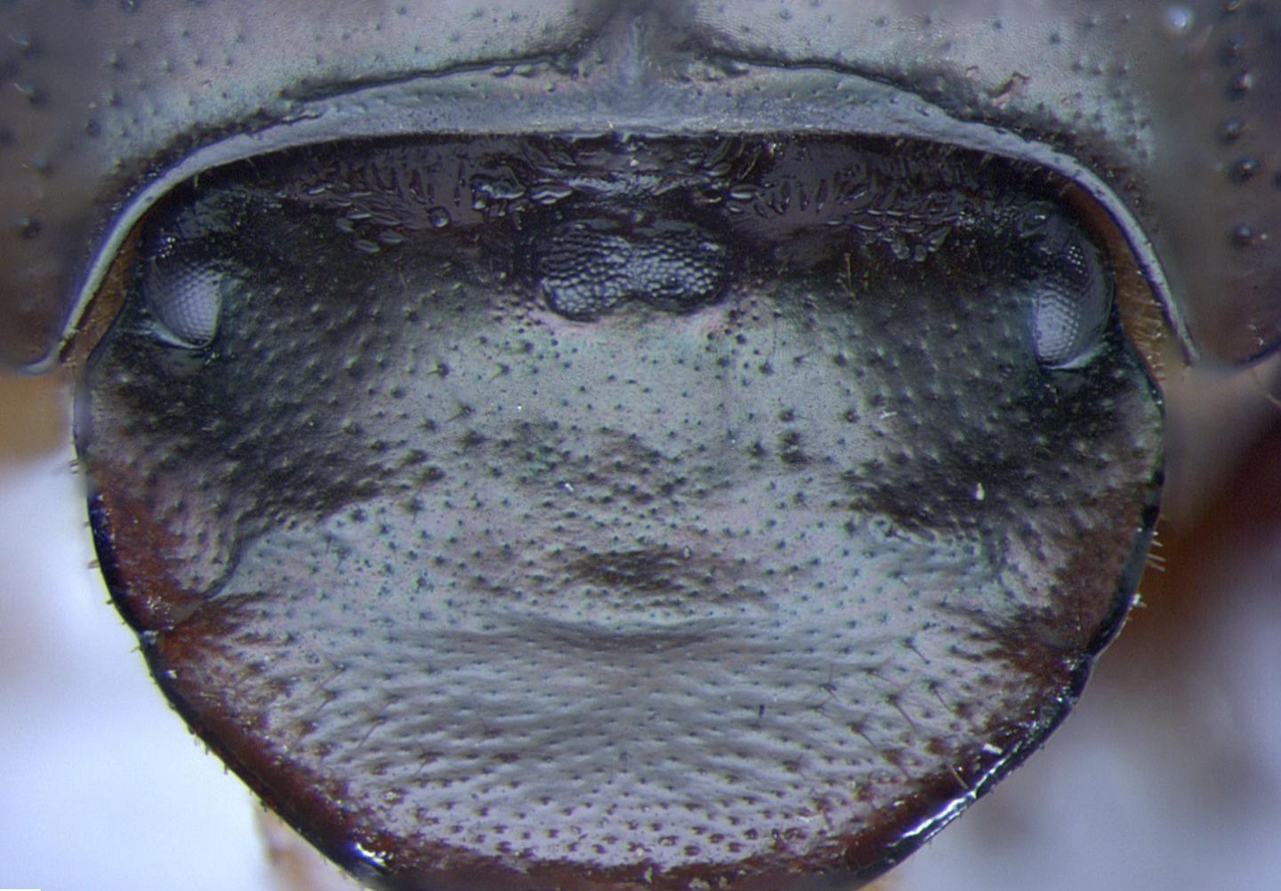 Cyclops Beetle