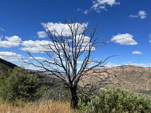 Dead tree in Southern Arizona