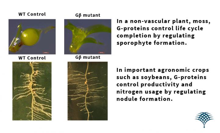 G Protein