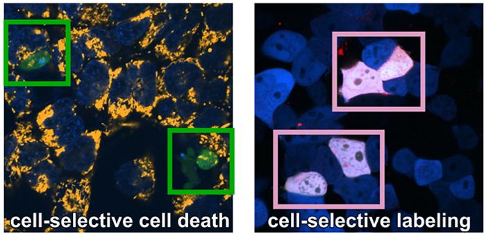 tetrazine cages aid in specificity