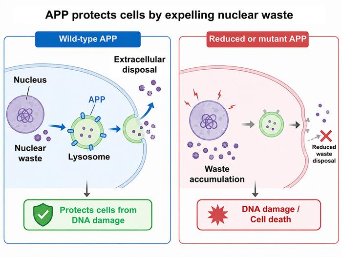 APP promotes nuclear waste clearance via lysosomal exocytosis.