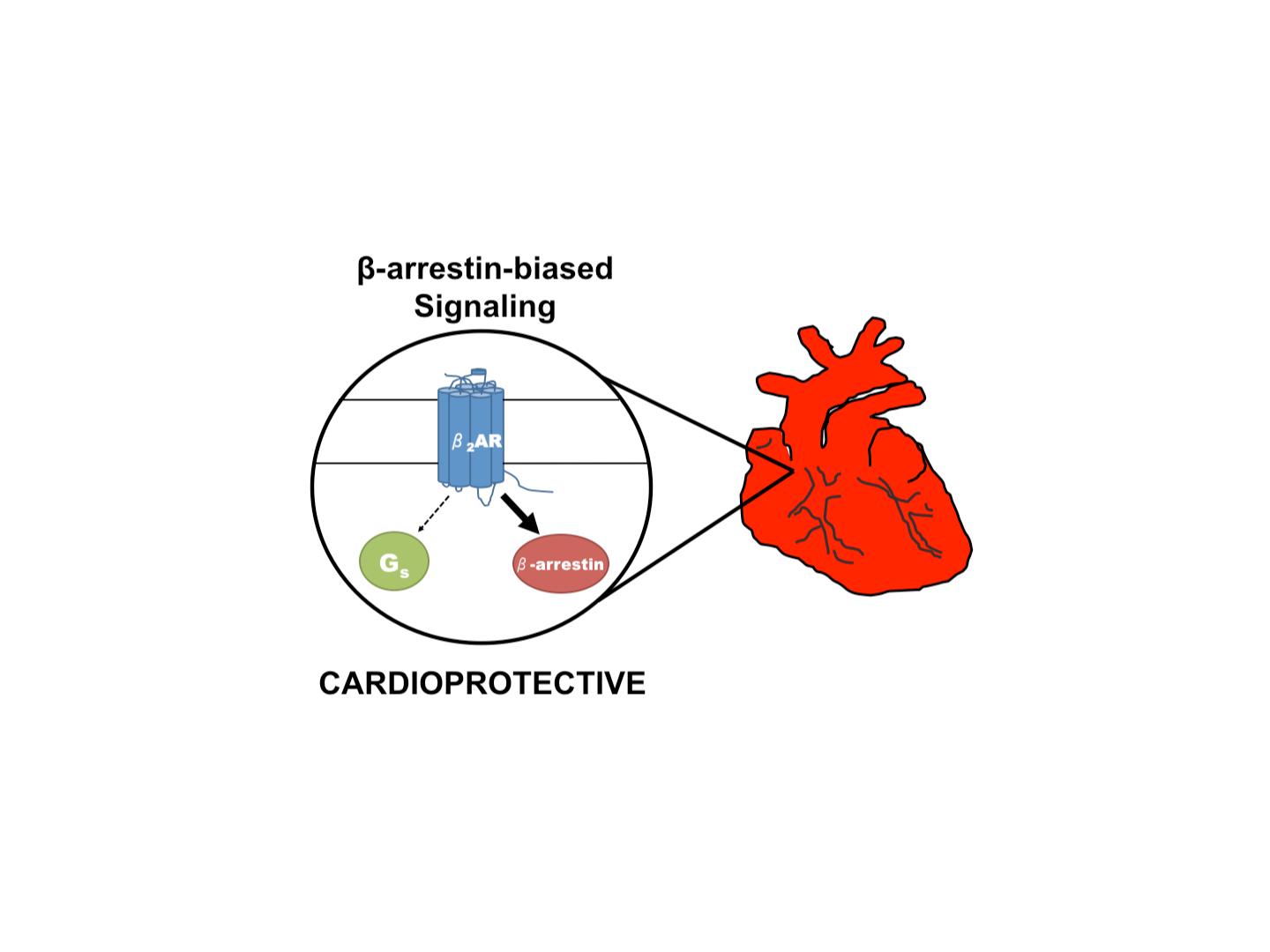 New Pathway to Treat Heart Failure
