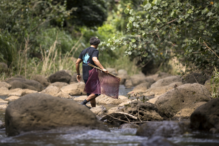 Stream sampling in Waimea Valley