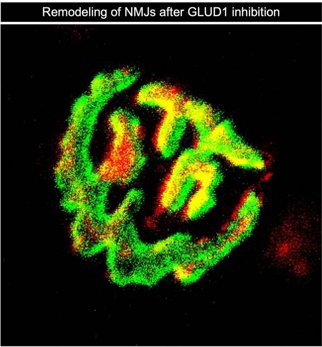 Remodeling of NMJs after GLUD1 inhibition