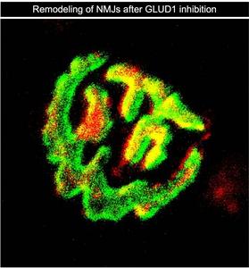 Remodeling of NMJs after GLUD1 inhibition