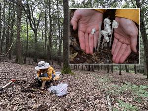 ghost pipe as a medicinal plant