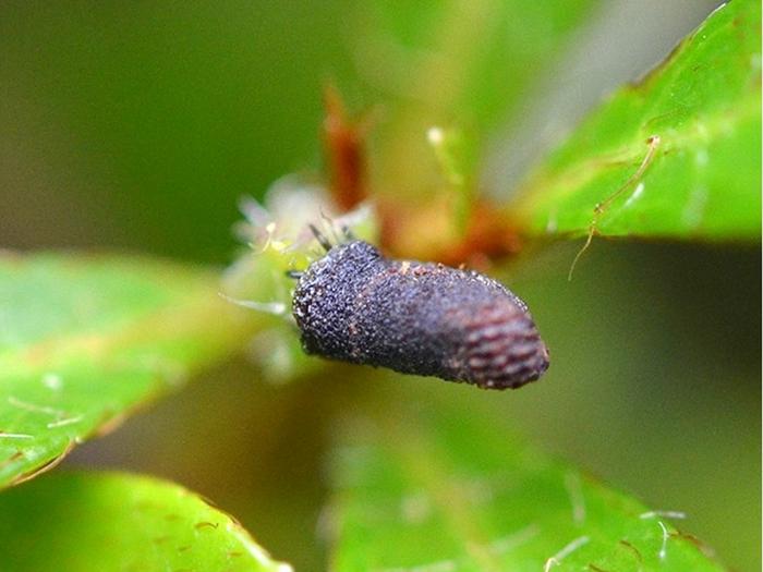 Case-bearing leaf beetle larva