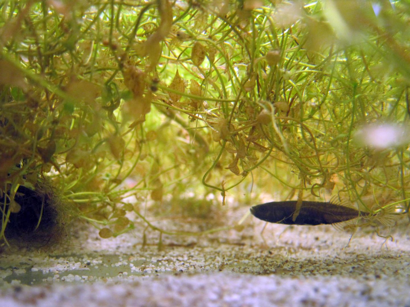 Stickleback with Nest