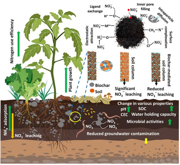 Harnessing biochar for nitrate removal from contaminated soil and water environments: Economic implications, practical feasibility, and future perspectives
