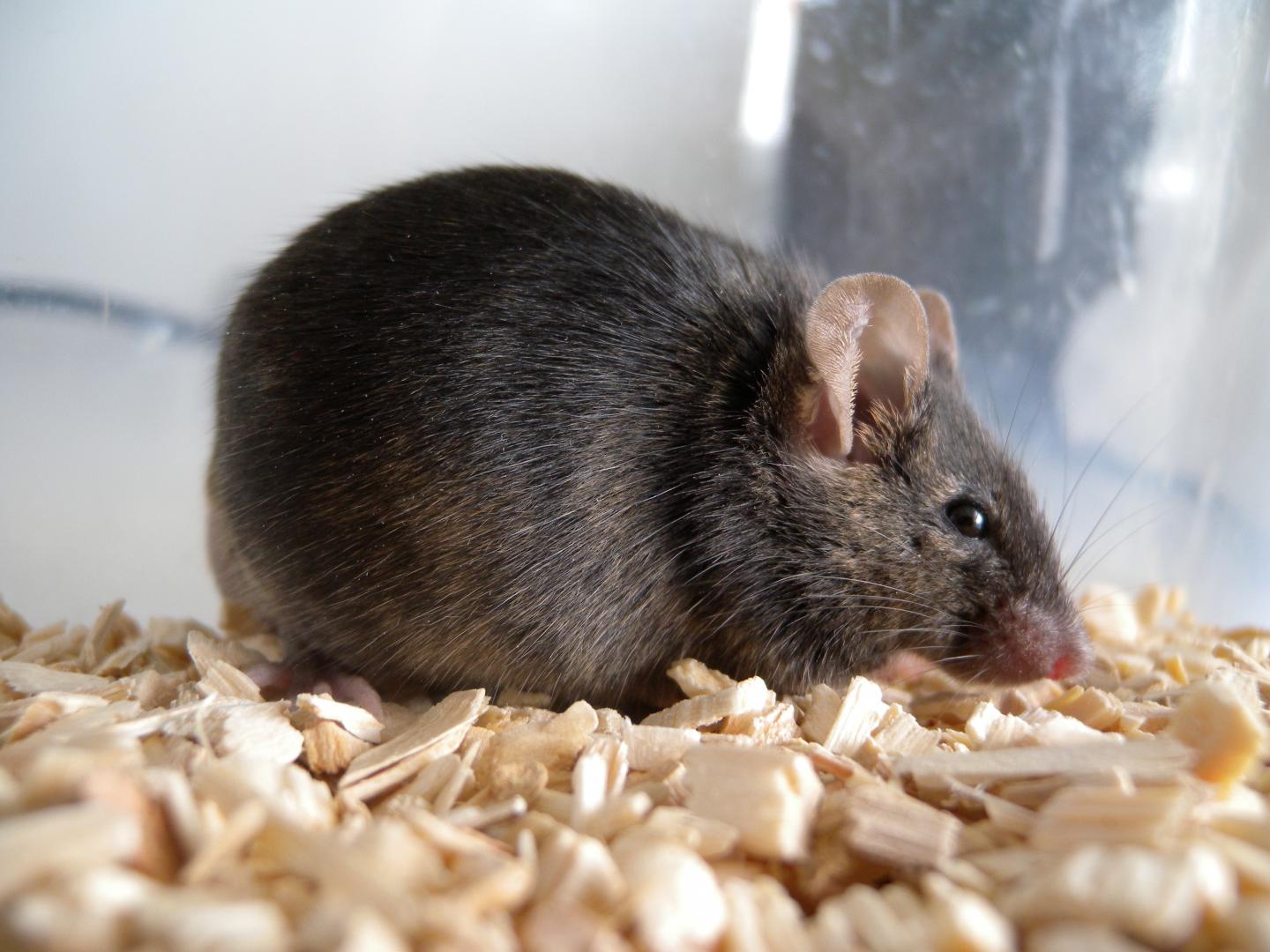 Laboratory Mouse