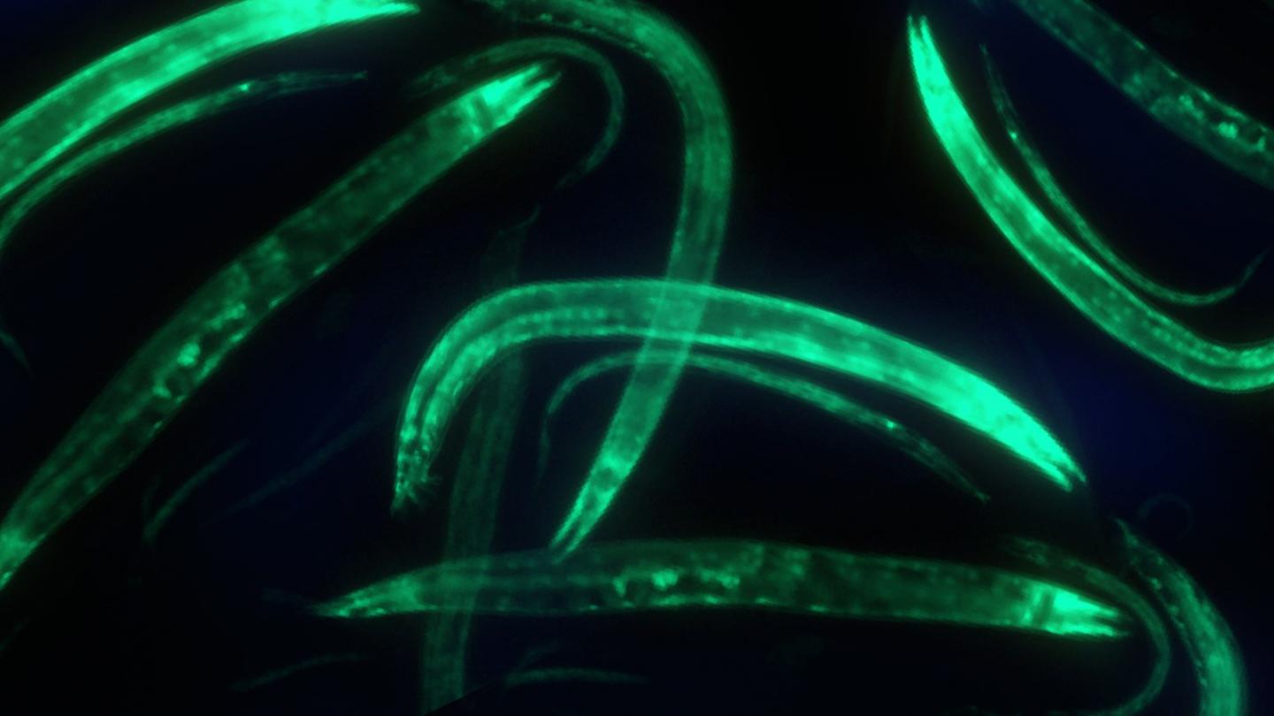 <em>Caenorhabditis Elegans </em>Roundworms