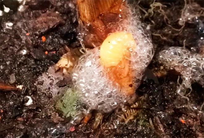 Root Spittlebug