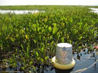 Field Site in Pantanal, Brazil