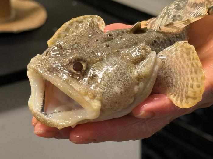 New Study Suggests Fish Gut Microbe Helps Regulate Ocean Health