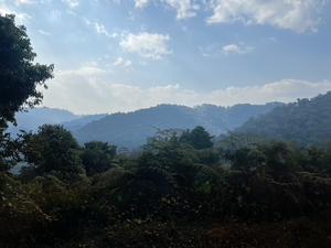 Bwindi Impenetrable Forest