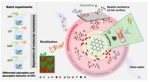 Different adsorption of organic phosphorus on calcium modified biochar: comprehensive insights from molecular levels