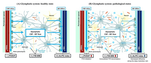 Basic concepts of the proposed MRI measures for indirect noninvasive evaluation of glymphatic system compartments in healthy and pathological states.