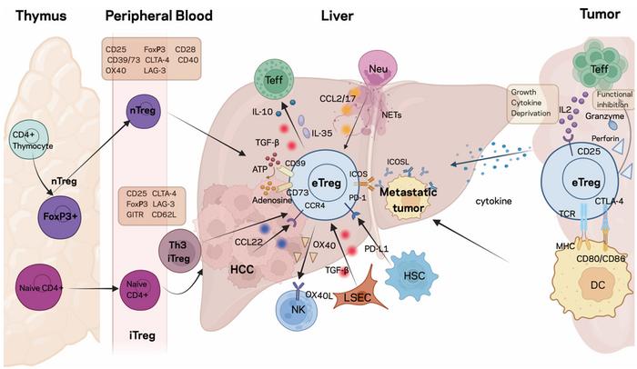Treg surface molecules and secreted mediators involved in tumourigenesis and immunosuppression.