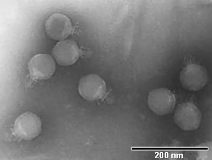 Un equipo de la Universidad de Barcelona identifica 25 nuevos virus en aguas residuales de Barcelona