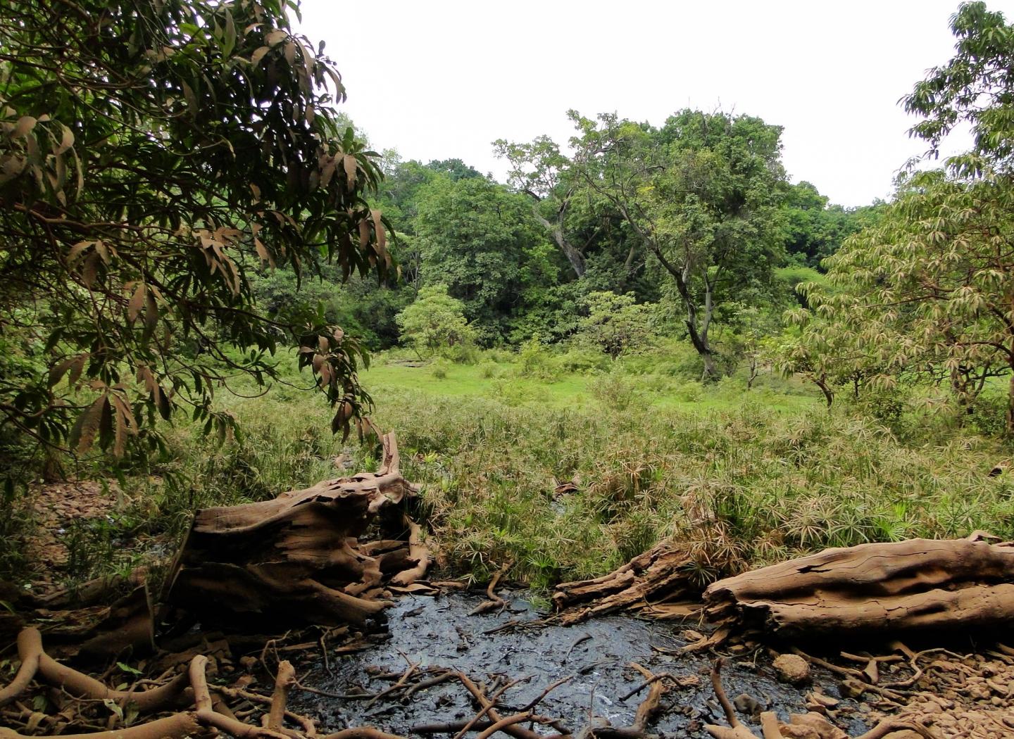 Spring in Tanzania