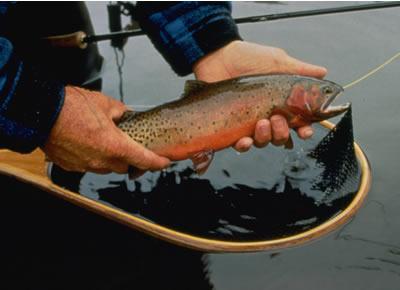 Greenback Cutthroat Trout