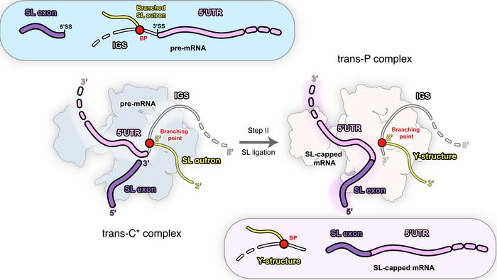 Schematic representation of stage II of trans-splicing via Spliced Leader (SL) RNA.