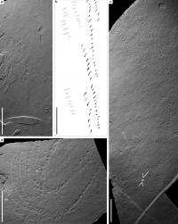 Tegopelte Trackway Fossil