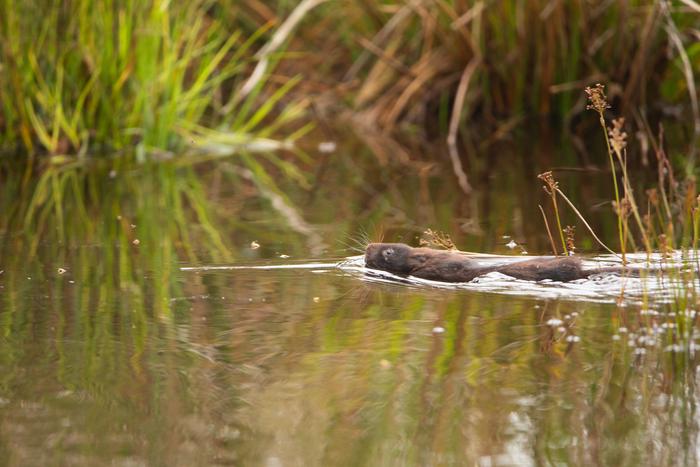 Water vole release at Haweswater reservoir, Cumbria