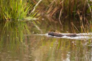 Water vole release at Haweswater reservoir, Cumbria