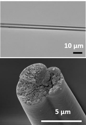 Bacterial Factories Could Manufacture High-Performance Proteins for Space Missions