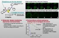 Characteristics of C-Naphox and STED Images of HeLa Cells Stained with Fluorescent Dyes