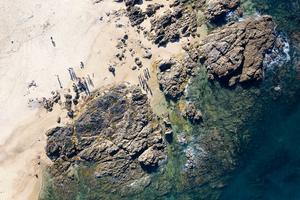 Citizen scientists observing marine species during BioMARatona 2025