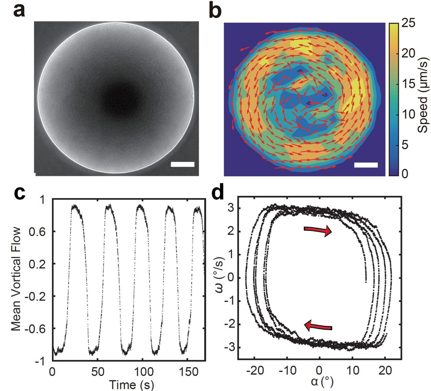Microscopy image