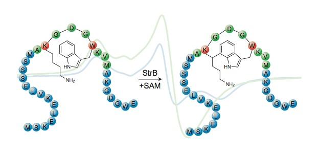 Streptide Graphical Abstract