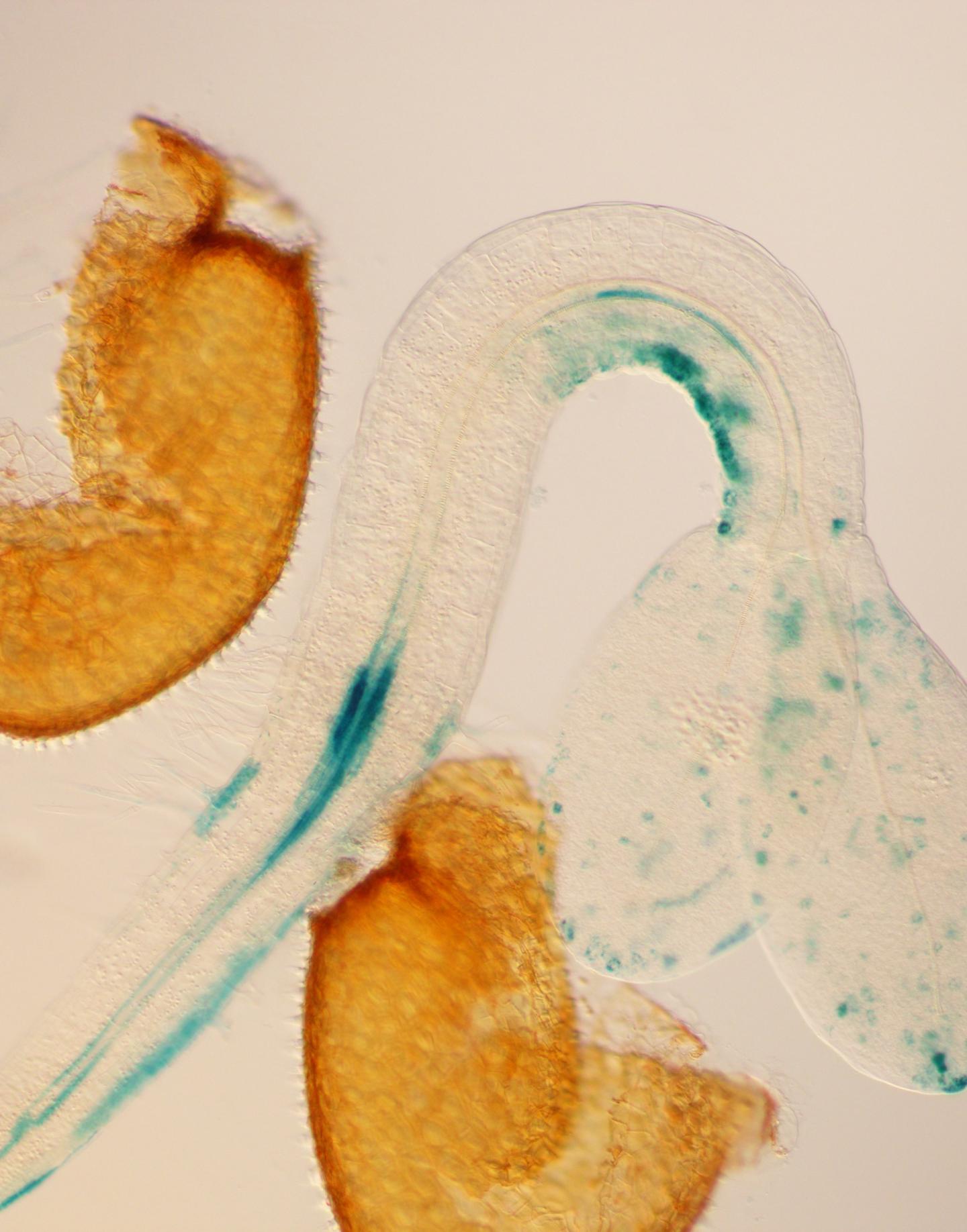 Auxin Accumulation in the Apical Hook