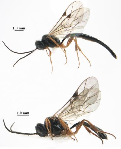 <i>S. cuneiformis</i>