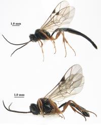<i>S. cuneiformis</i>