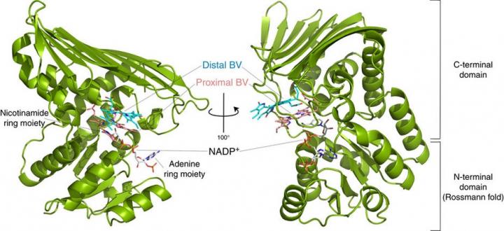 Figure 2: Structure of BVR